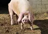 Porc de la race Blancs de l’Ouest