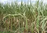 aïs non irrigué dont le développement a été entravé par la sécheresse et les températures élevées