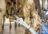pis des vaches appareillés pour la traite automatique