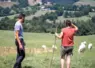 un  homme et une femme dans un champ avec des moutons