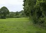 Prairie de trèfles avec une haie fin mai. 