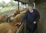 Vétérinaire vaccinant des bovins contre la fièvre catarrhale dans une exploitation. 