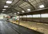 Aire paillée dans une stabulation pour vaches laitières