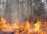 Feu de forêt pendant un incendie. 