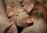 cochons