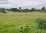 des vaches pâturent dans une prairie naturelle