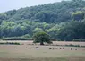 Troupeau de bovins prim'holstein au pré. La canicule a desséché les pâturages, l'herbe est jaune. 