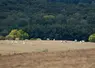 Troupeau de bovins charolais au pré. La canicule a desséché les pâturages, l'herbe est jaune.