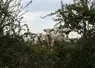 Troupeau allaitant charolais au pâturage.
