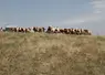 Vaches montbéliardes au pâturage dans le Cantal en période de sécheresse 