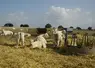 Troupeau de charolais aux pâturages, en situation de sécheresse.