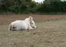   Pâturage en période de sécheresse  