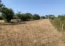 Prairie jaunie et séchée par la canicule et la sécheresse à l'été 2026.