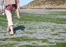 Pollution d' une plage bretonne par les algues vertes .