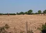 FDSEA du Jura  Vaches montbéliardes pâturant sur une prairie grillée par la sécheresse  
