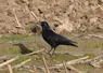 corneille noire dans un champ de maïs à l'automne après récolte