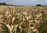 Champ de maïs en Charente