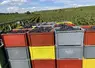  Caisses devant une parcelle de vigne au moment de la récolte 