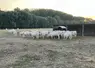 Charolaise près d’un abreuvoir dans le Nord sur une prairie desséchée. 