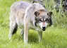  Loup européen de face dans le parc animalier de Sainte-Croix.