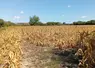 Champ de maïs grillé par la canicule et la sécheresse dans la Manche  