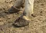 Pieds avant d'une vache laitière dans un élevage. 