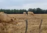 Troupeau de vaches Aubrac dans une prairie sèche dans l’Aveyron en juillet 2026 année de sécheresse. 