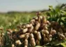 cacahuètes dans un champ