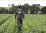 Jeune agriculteur de dos dans un champs de légumes d'industrie