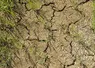  Terre craquelée dans un champ de céréales de printemps 