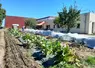des légumes cultivés près d'une entreprise