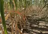 plants de maîs affectés par la canicule et la sécheress