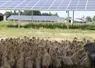 canards au premier plan et panneaux agrivoltaïques en arrière plan
