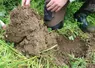 Structure d’une motte de sol sous un méteil riche en légumineuses.