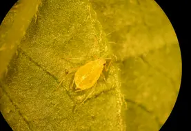 Image d'un puceron vert du pêcher sur une feuille, observé au microscope. 