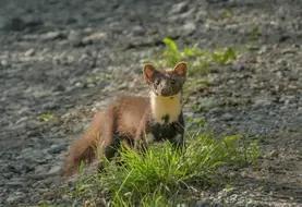 La martre n’est plus classée comme un animal susceptible d’occasionner des dégâts dans toute la France.