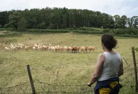Eleveurs regardant leur troupeau de vaches allaitantes.