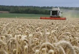 Moissonneuse dans un champ de blé