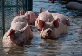 plusieurs porcs avançant dans l'eau