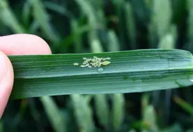 Pucerons sur une feuille de blé.