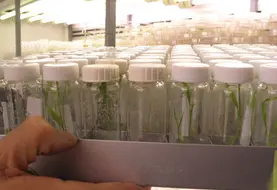 Echantillons dans un laboratoire de biotechnologie végétale et de sélection de variétés de céréales à paille. Travail de recherche sur les semences. 