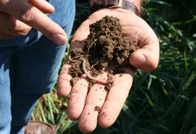 Plan rapproché d'une motte de sol tenu dans une main avec un ver de terre.