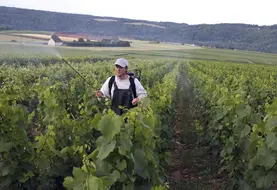 Pulvérisation par un agriculteur avec un dynamiseur d'un produit de biocontrôlesur des vignes en viticulture biologique dans le vignoble de Champagne.