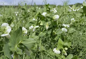 champ de pois protéagineux en fleurs