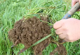 Motte de terre du sol prélevée à la fourche présentant le système racinaire des plantes de pâture