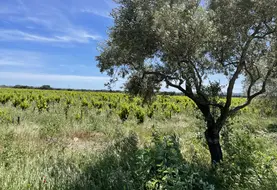 arbre en bordure de vignes