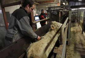 Vaccination d'un bovin dans un élevage de la Marne. 