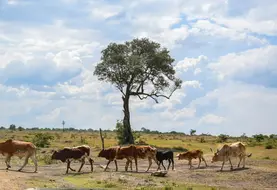bovins dans une zone de pâturage en Afrique
