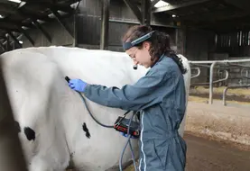vétérinaire s'occupant d'une vache dans une étable