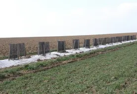 haies plantées en bordure de champ